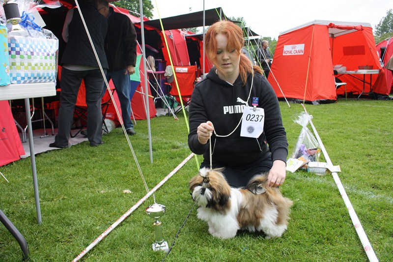 Shih Tzu danmark